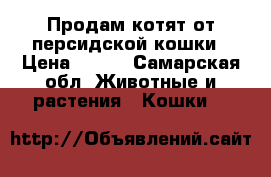 Продам котят от персидской кошки › Цена ­ 500 - Самарская обл. Животные и растения » Кошки   